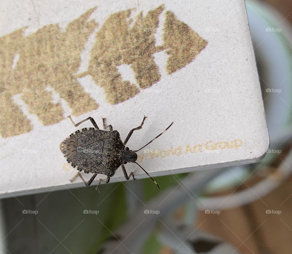 The brown marmorated stink bug is pretty common in Ohio. It originates from Asia and was accidentally introduced to the Midwest.