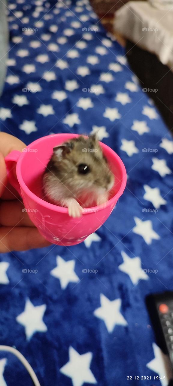 hamster