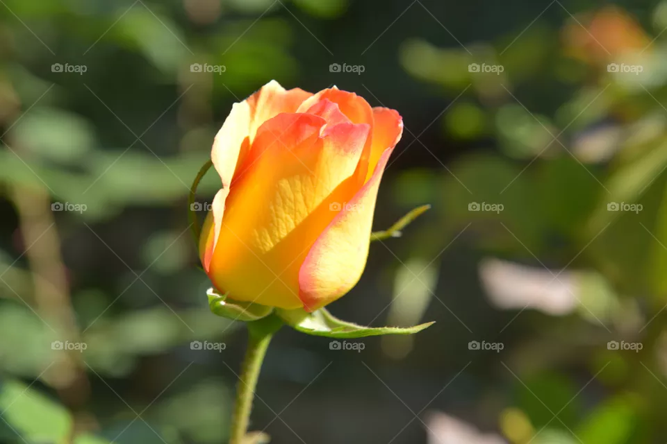 rose