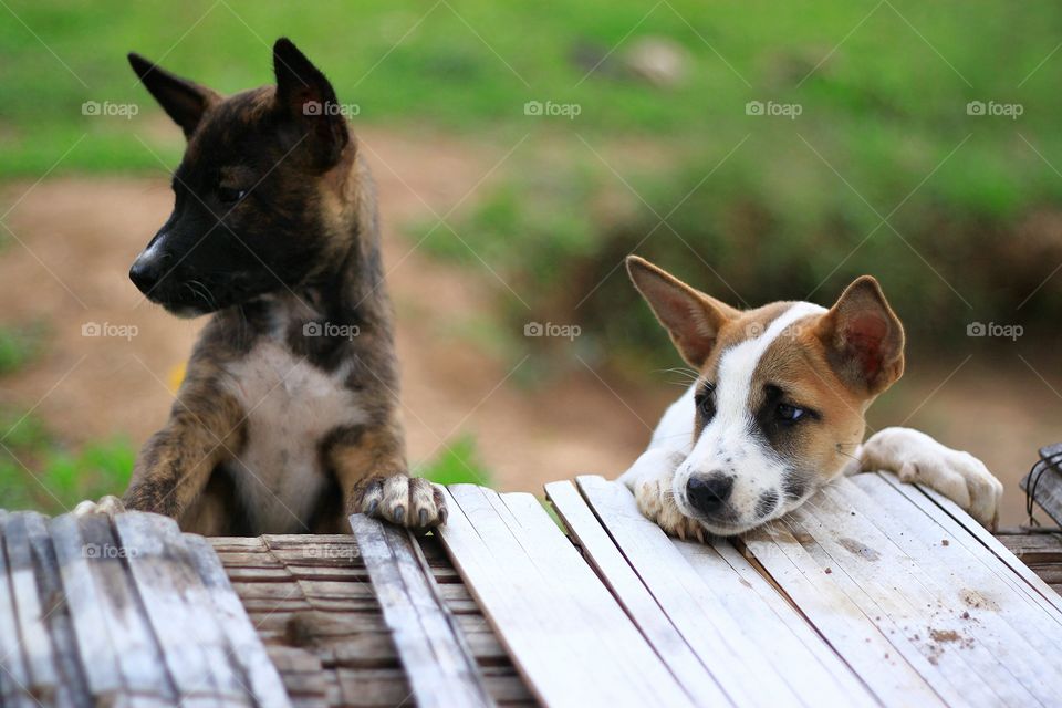 Cute two puppy.