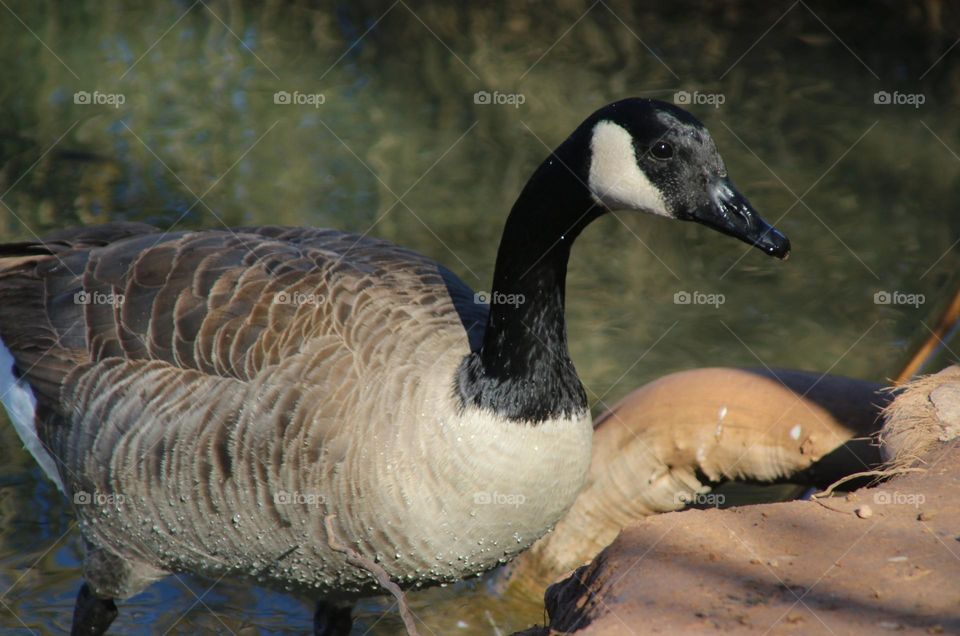 Canadian Goose Exiting the Water