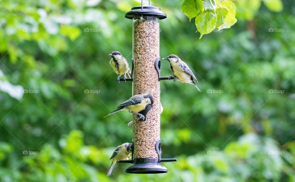 Birds at bird feeder