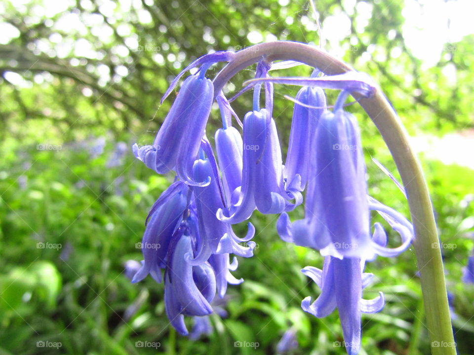 Bluebell