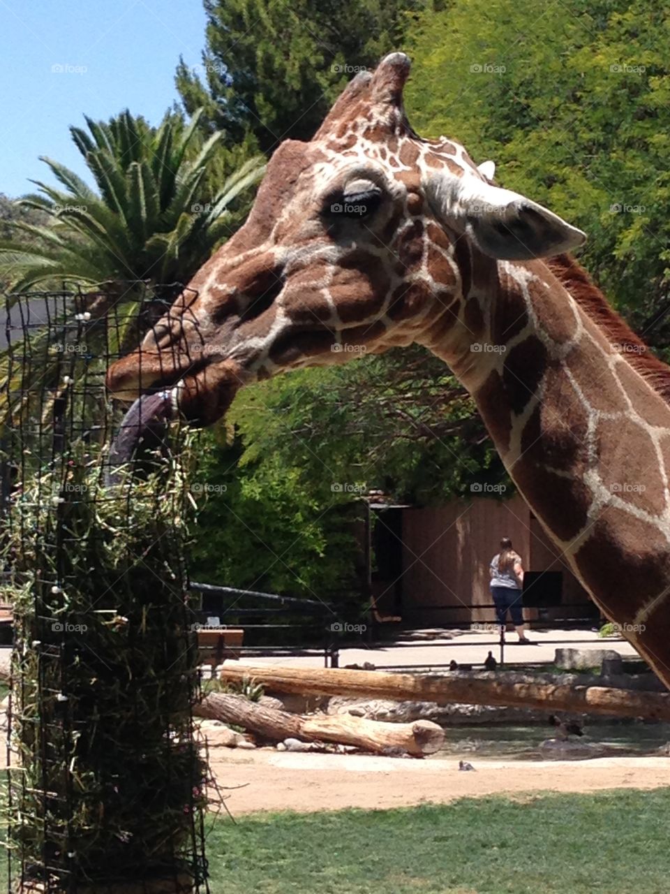 Dinner time. Giraffe at the zoo 