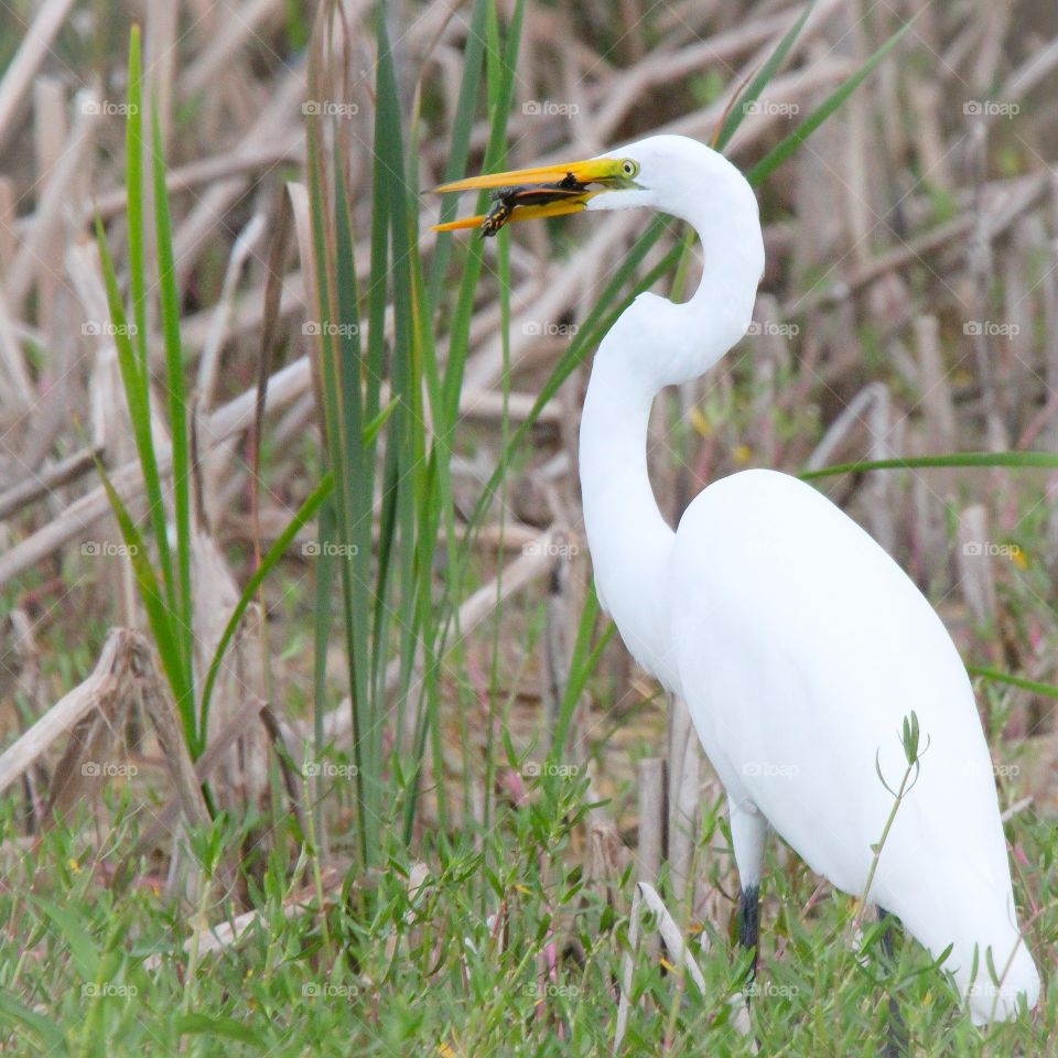 Turtle for Dinner. White egret eating a baby turtle!!!!!