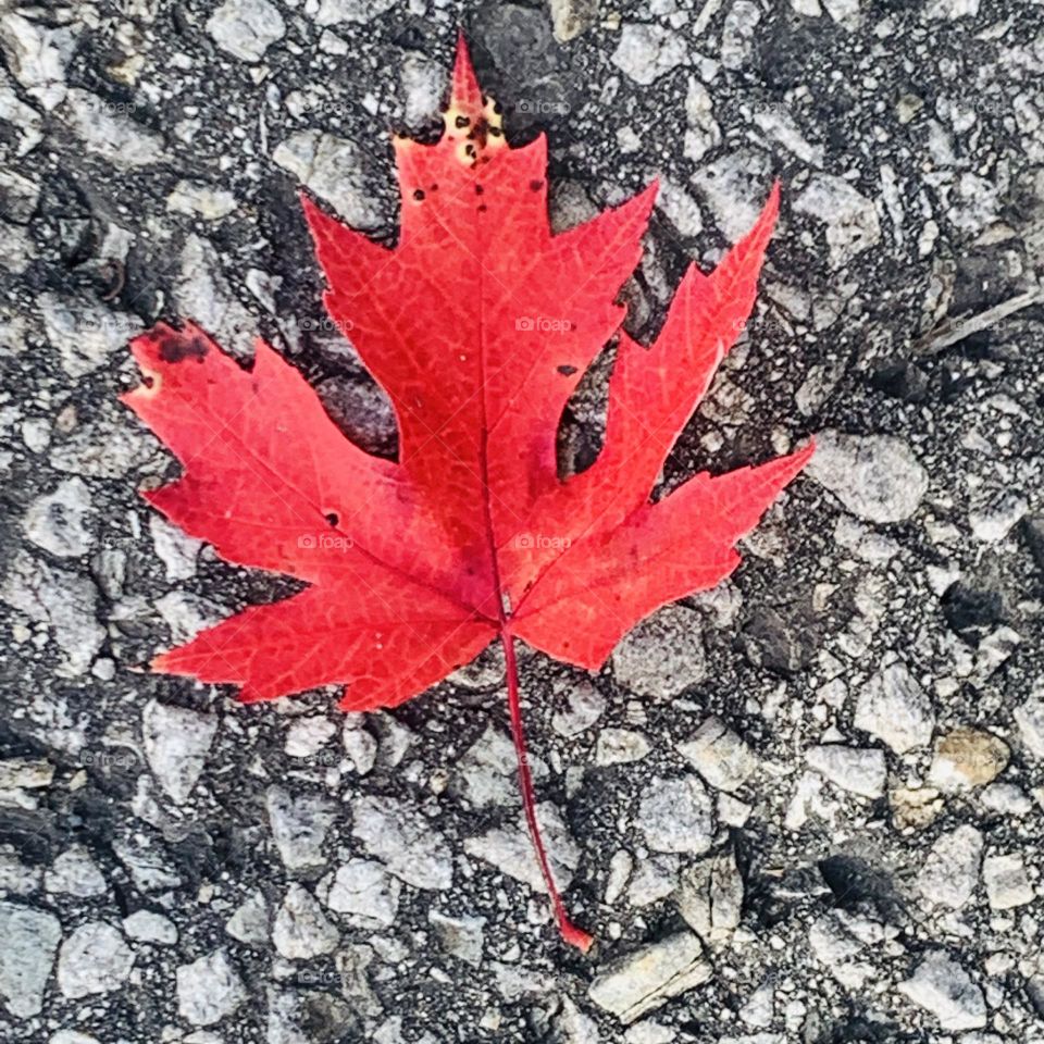 Red maple leaf on the ground 