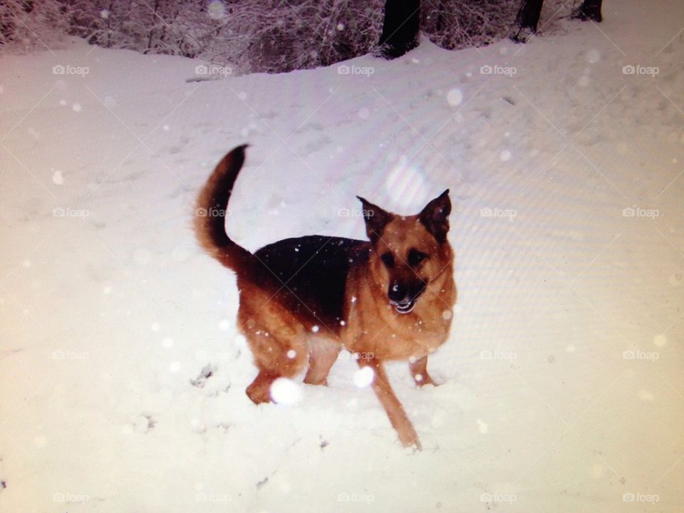 Zoe in the snow