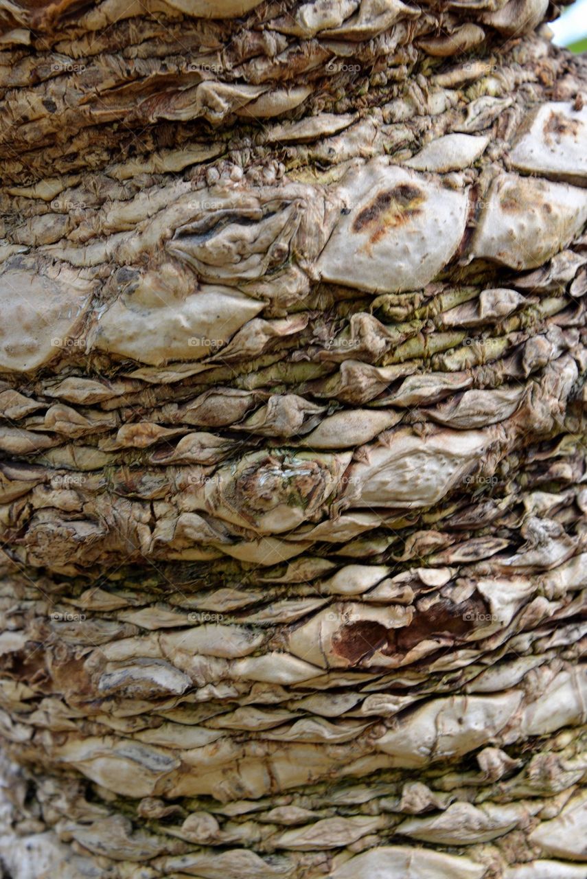 Detail of a large plant in a botanic garden.