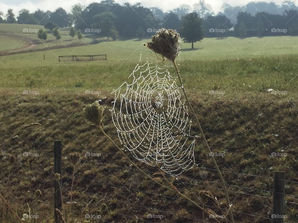 Spider web is dew in the English Countryside