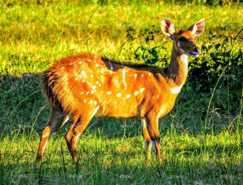 Mammal, Grass, Deer, Wildlife, No Person