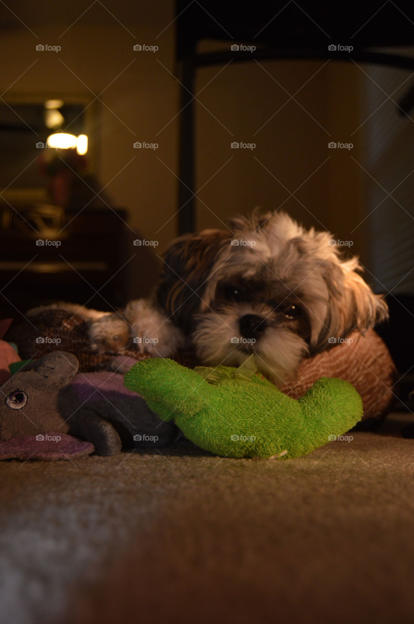 my dog was tired and cute. He loves to sleep beside his toys