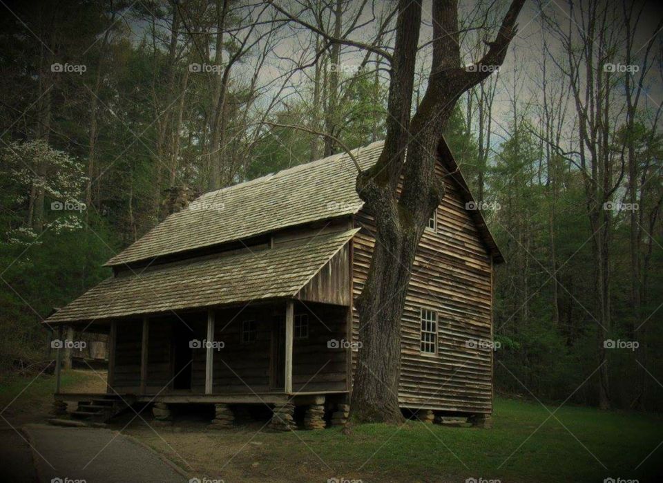 Building's wood cabin