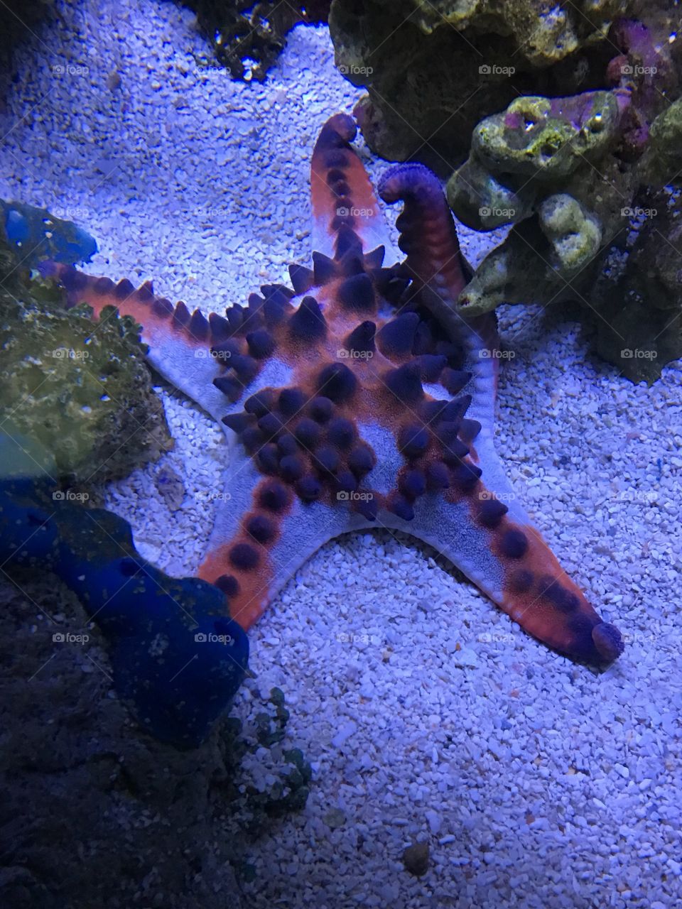 Starfish saying hello