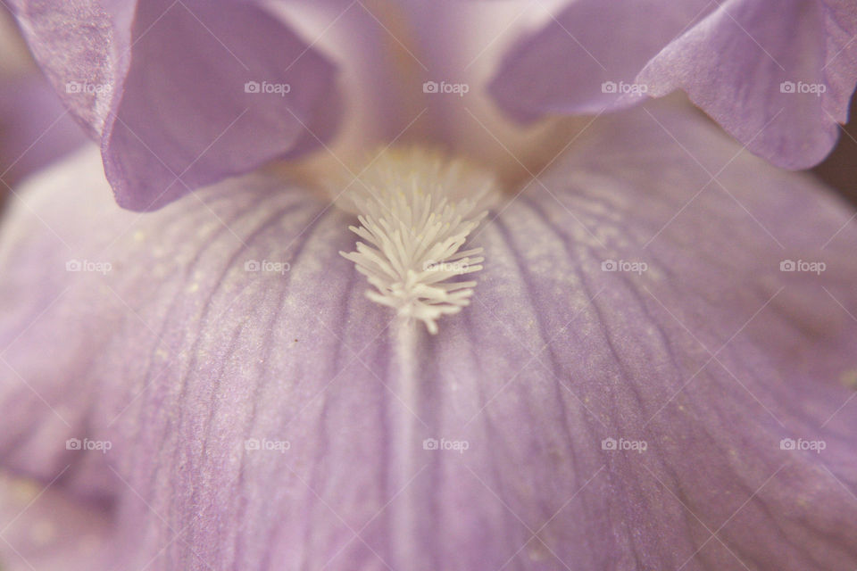 Lavender purple and white fresh flower blooming