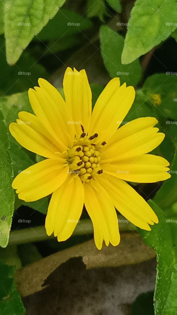 yellow flower