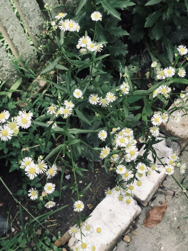 little daisy