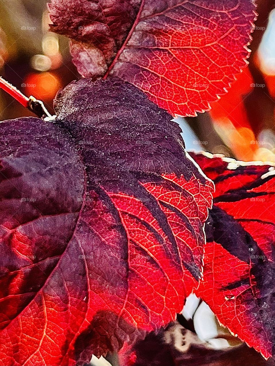 Red Fall Tree Leaves