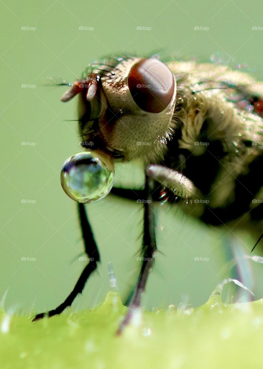 Fly blowing a bubble