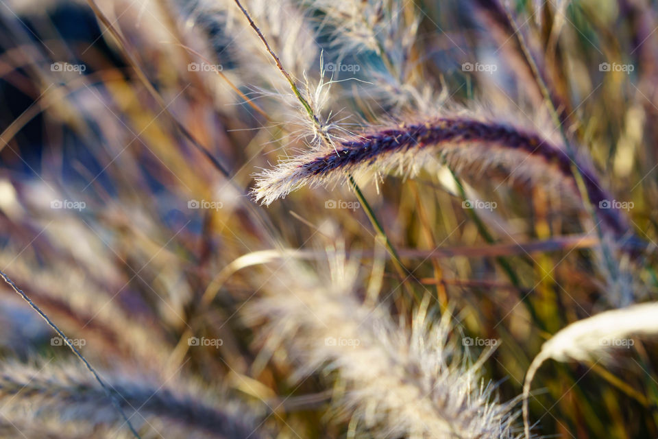Golden Grass