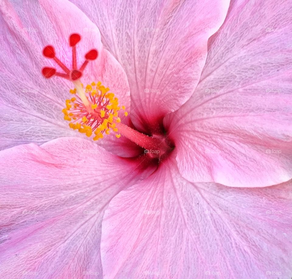 Hibiscus 