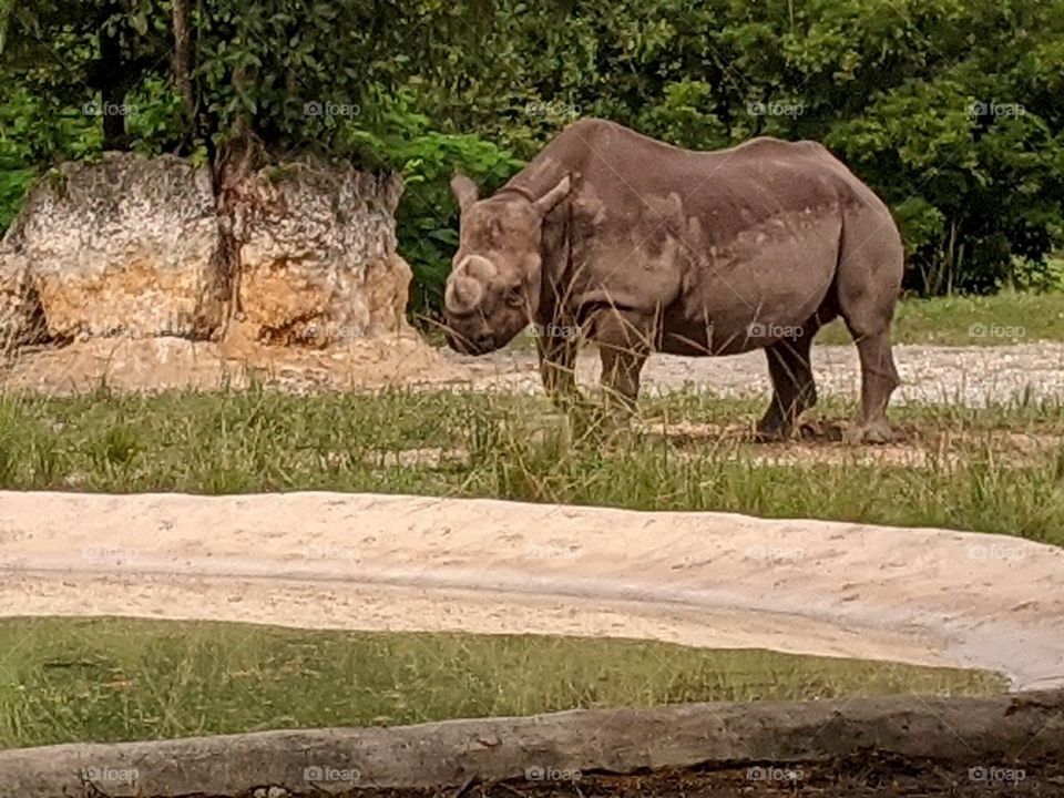 Rhino at Zoo Miami