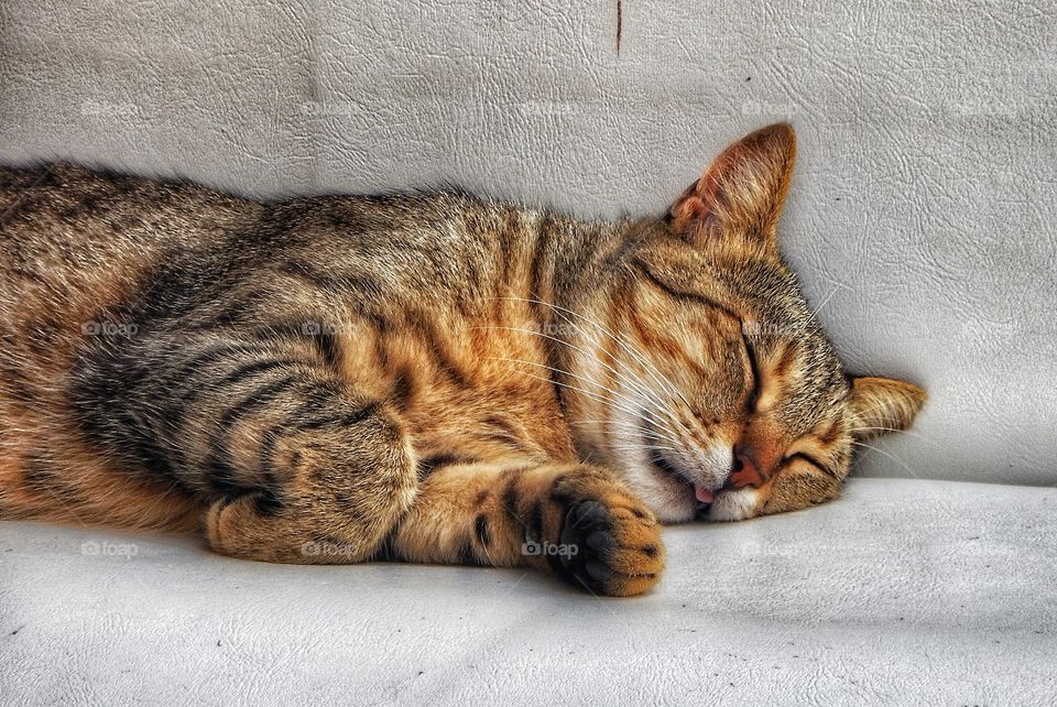 Greek cat Santorini 