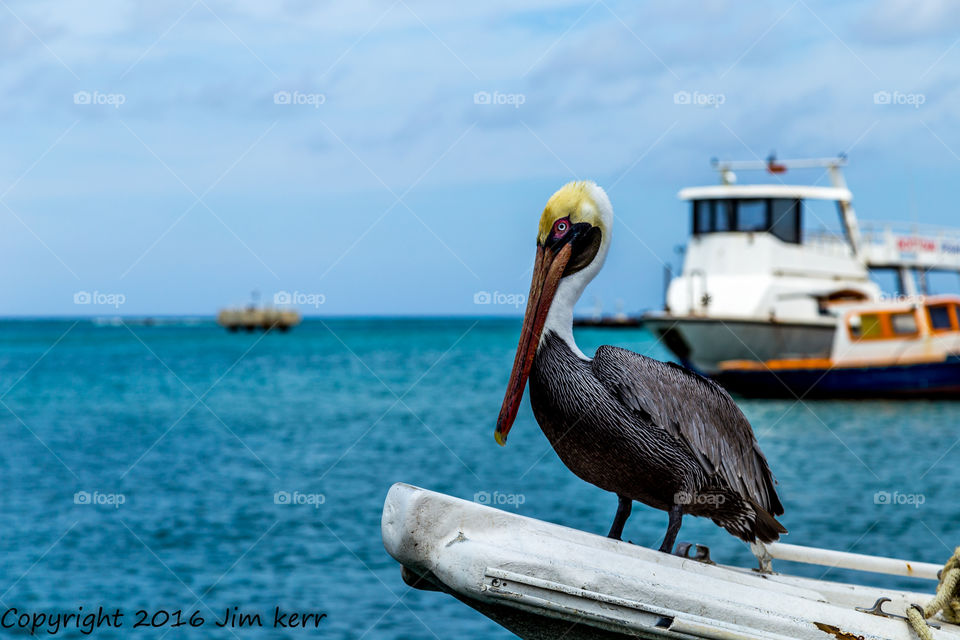 Pelican in Aruba