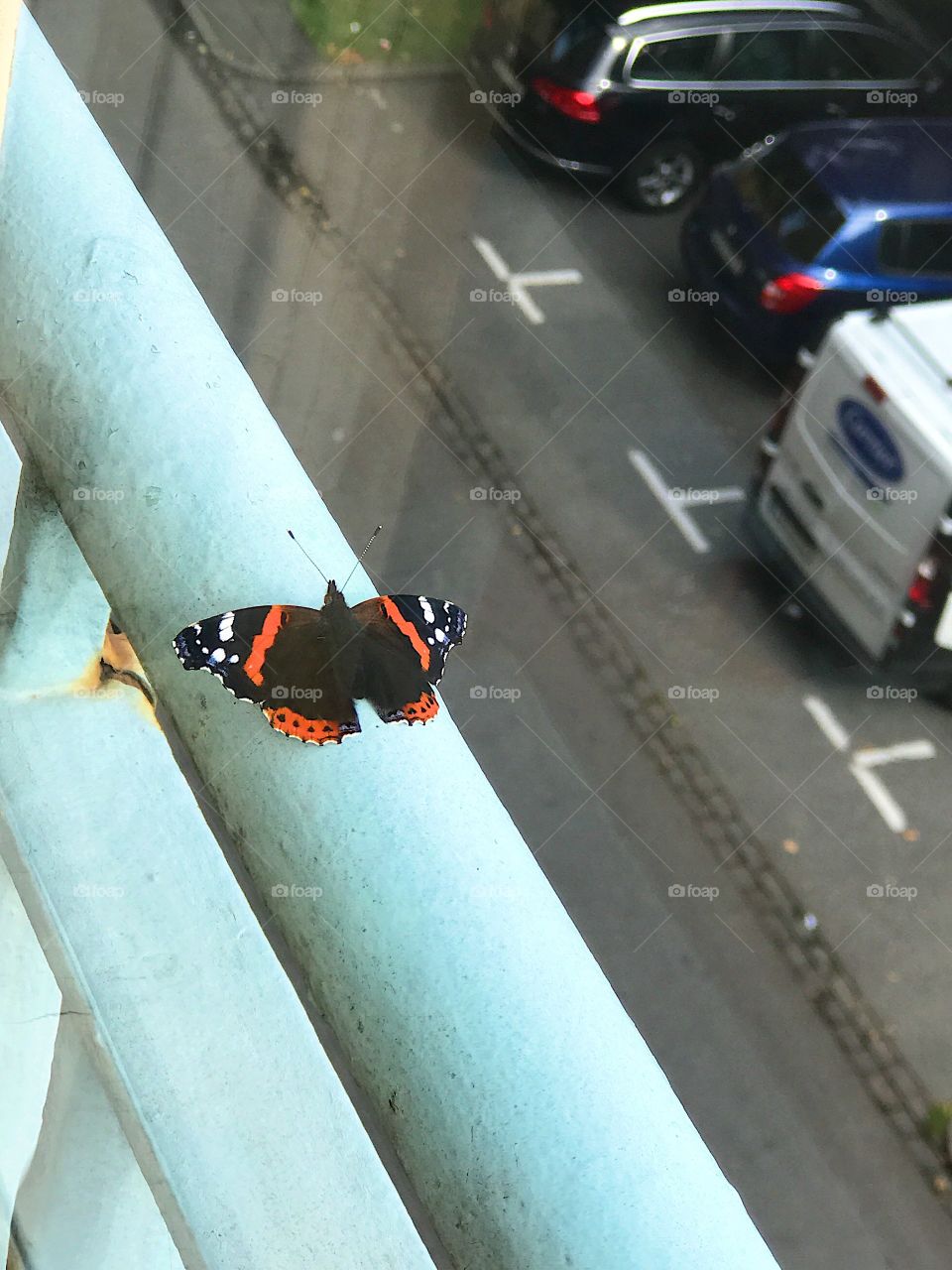 Butterfly on a balcony in the city