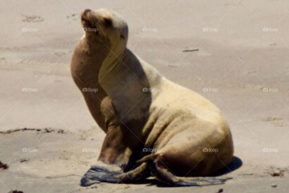 Sea lion 