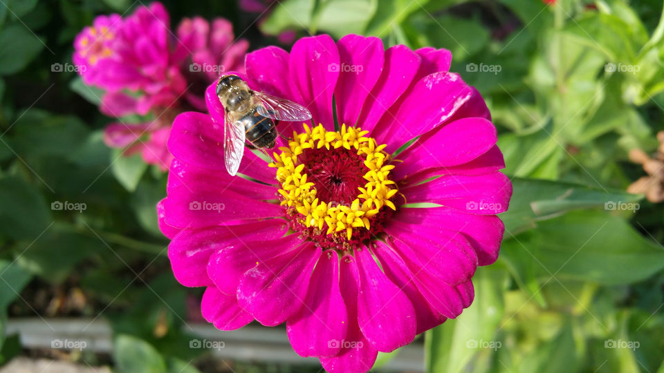 Bee on flower
