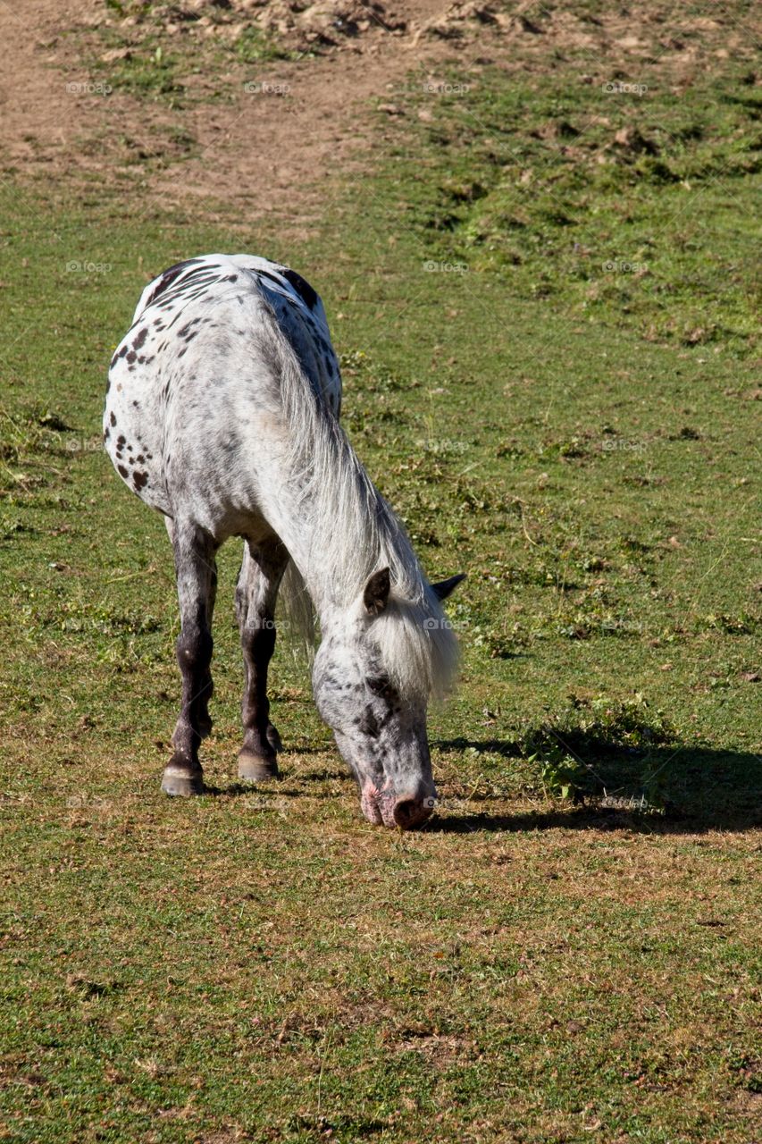 horse in the field