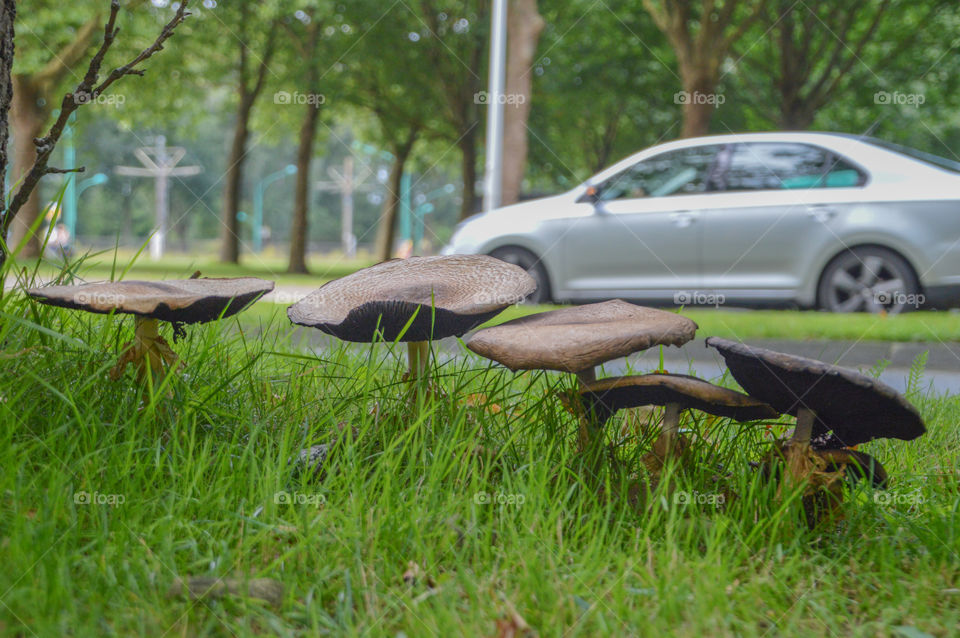 Mushrooms Aside The Road