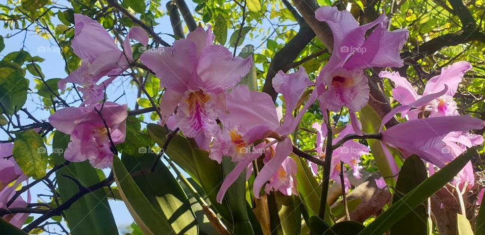 beautiful orchids , flower, silver, pink, purple