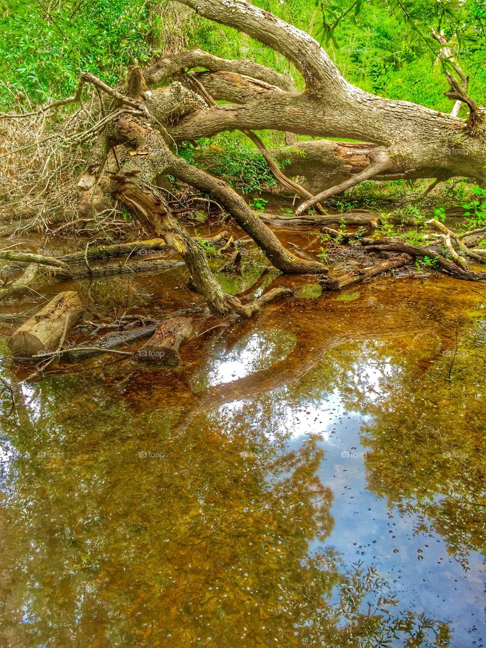 A tree that had fallen in the wood that has water under it that leaves a reflection 