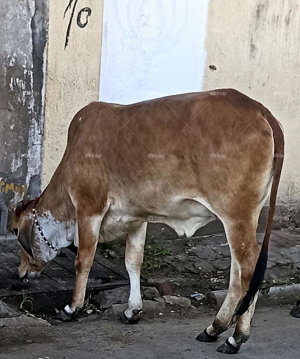 Cow