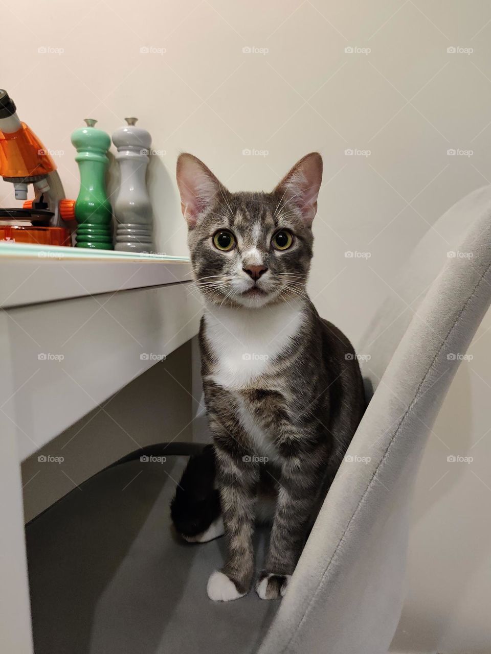 
Cute kitten looking at the camera