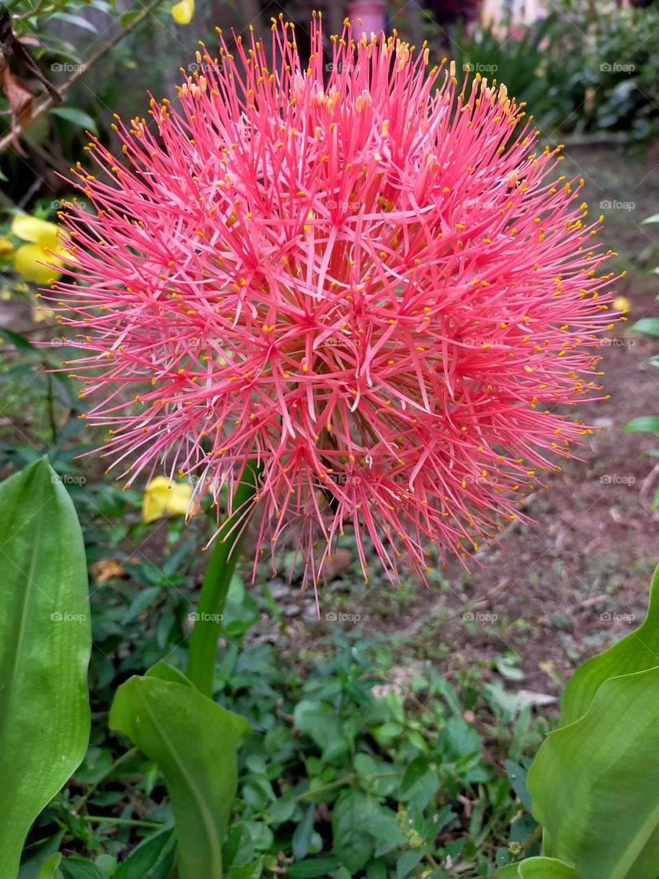 fiery red, lavishly beautiful captured