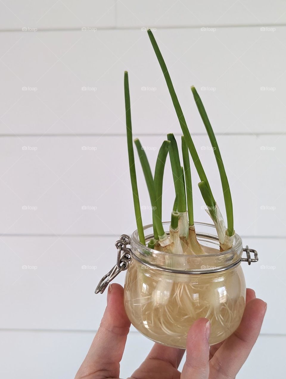 green onion propagation in water rooting in a glass jar