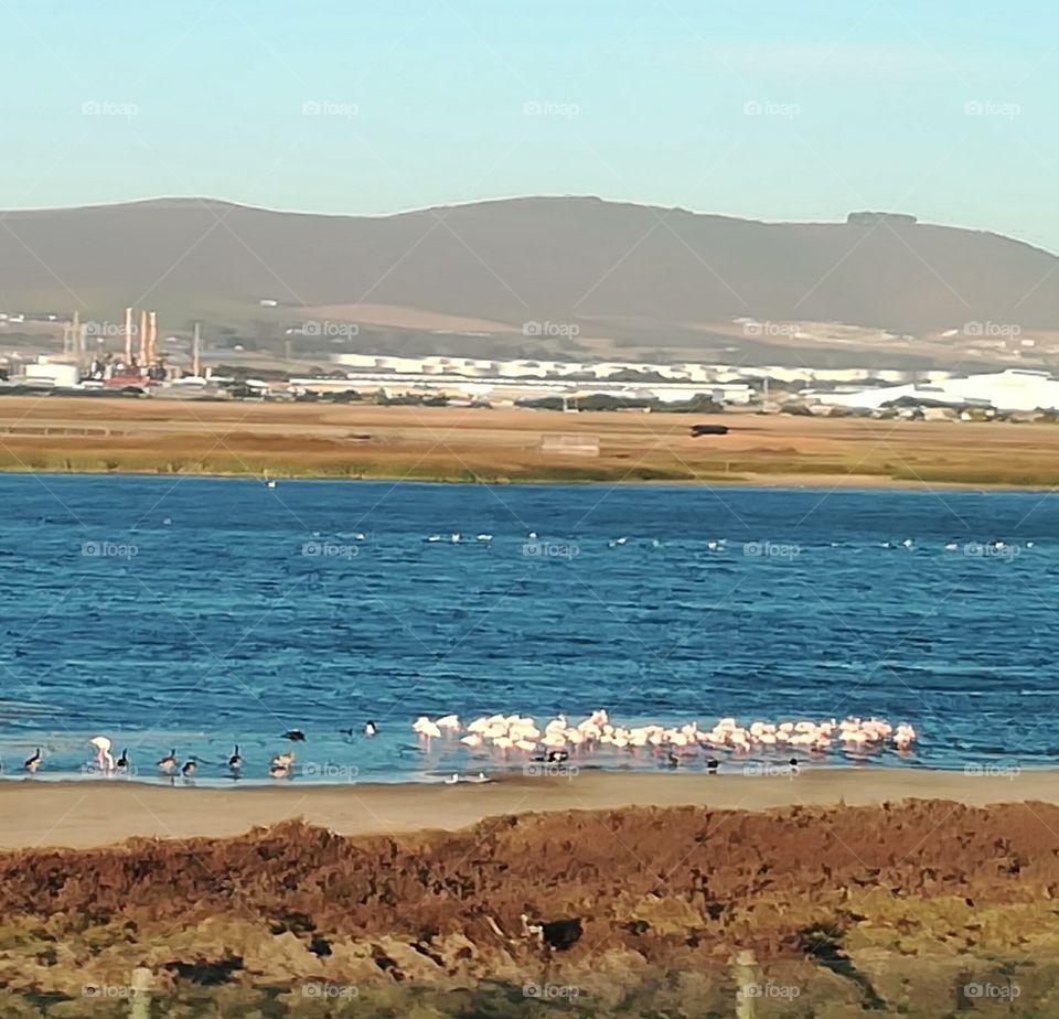 Flamingo Vlei Cape Town SOUTH AFRICA