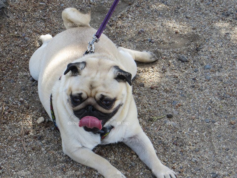 Penny catches some rest at Virginia Lake.