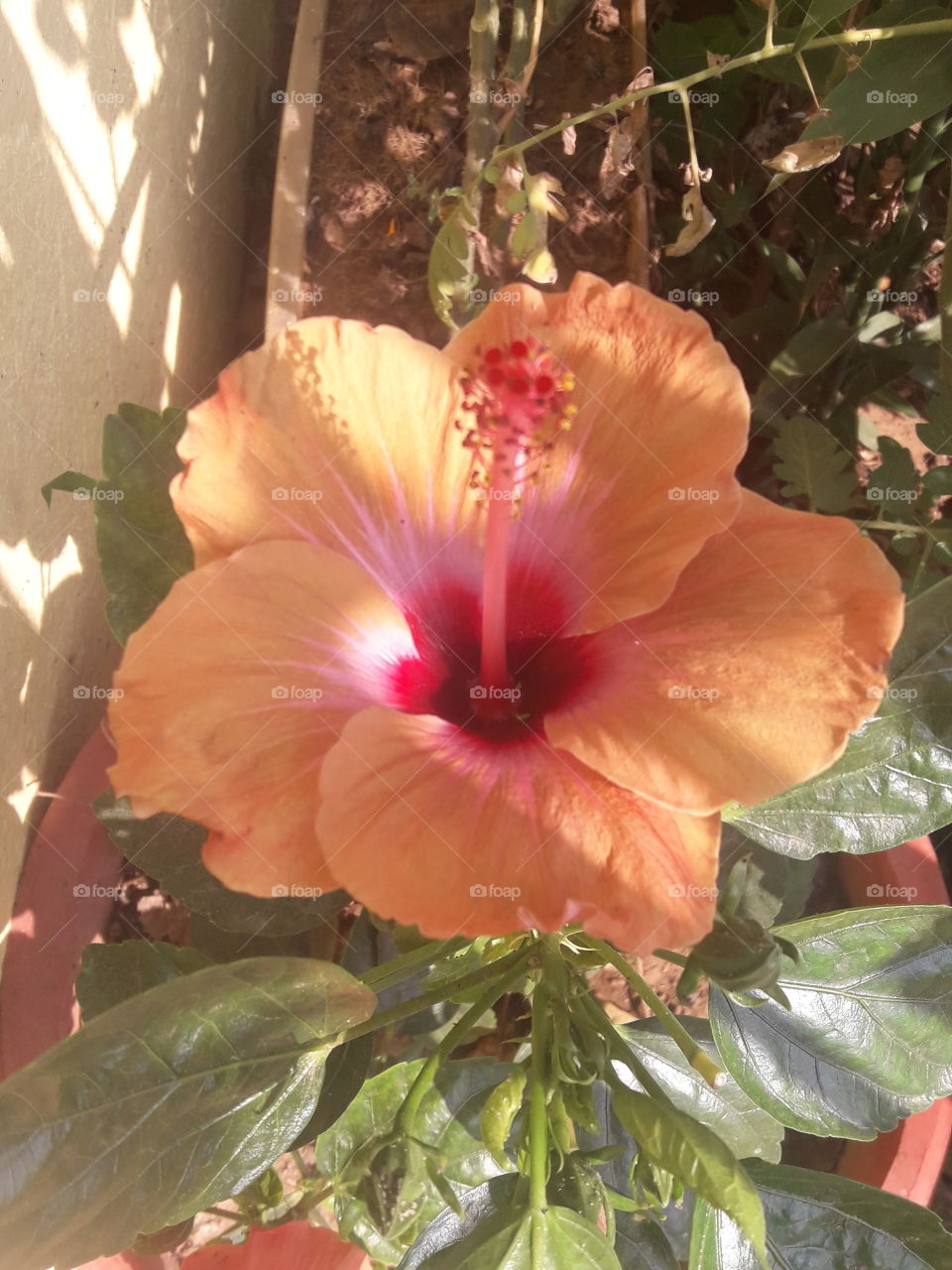 beautiful hibiscus flowers