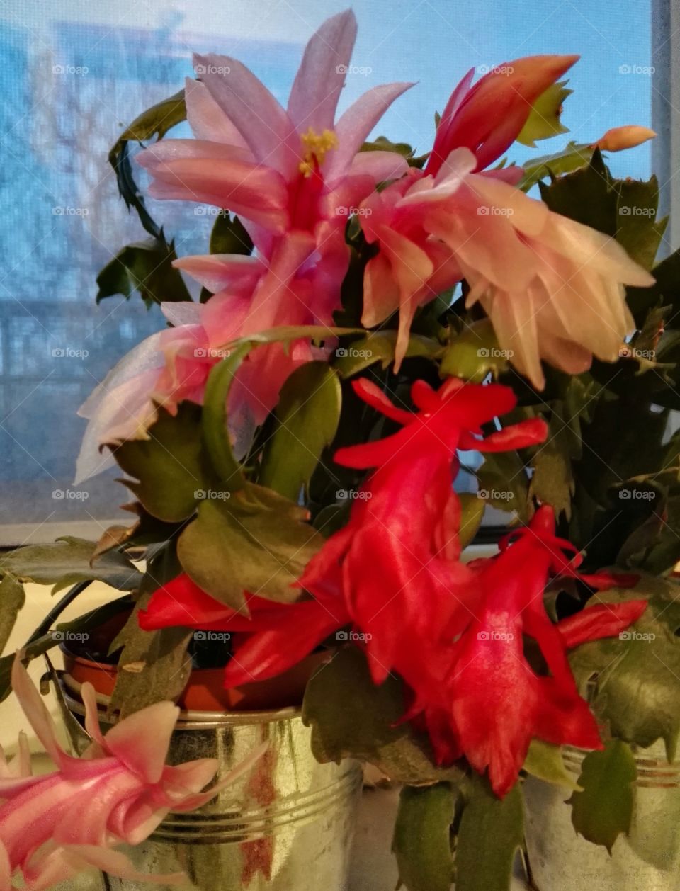 schlumbergera