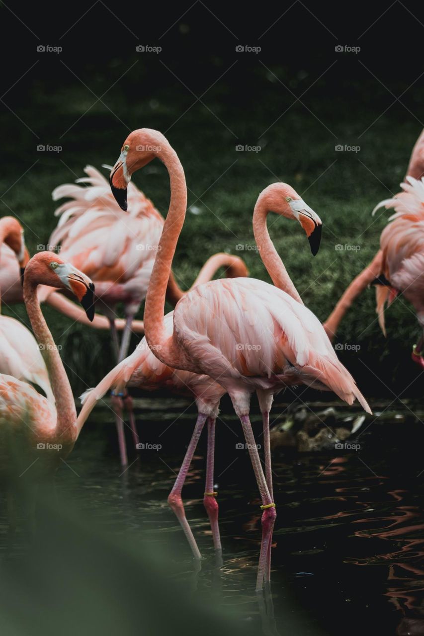 Beautiful flamingo in pond