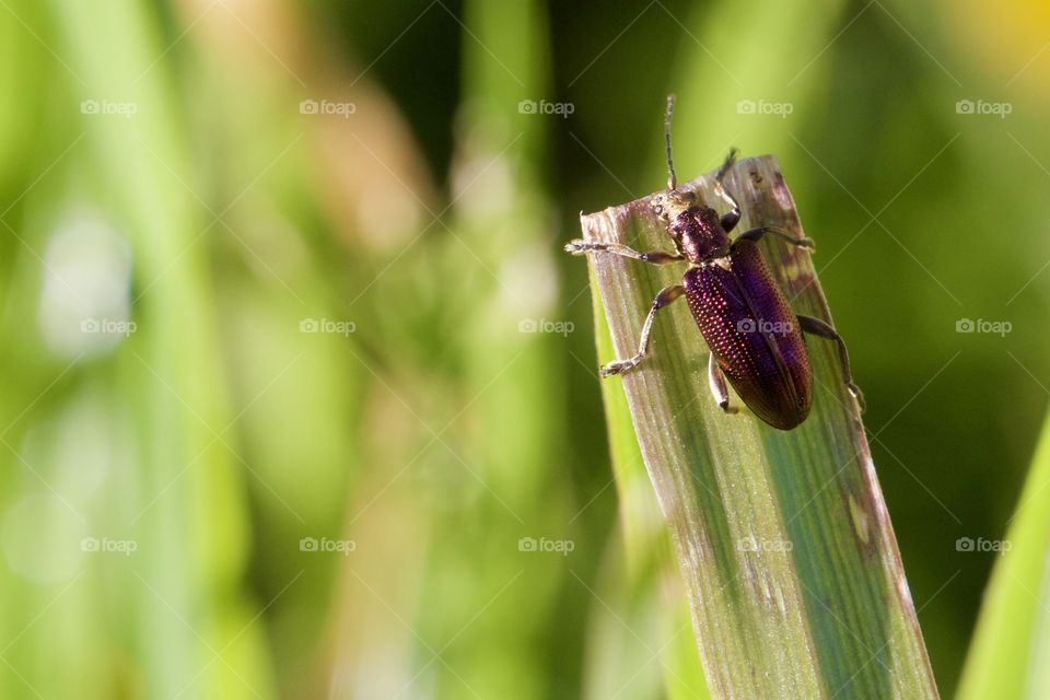 Beetle on plant