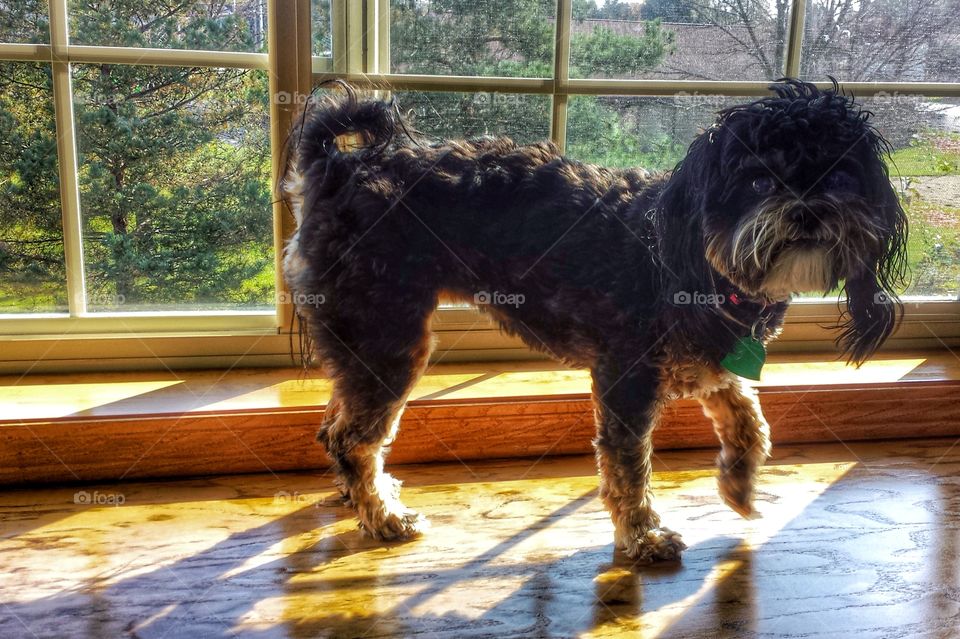 Dog on Window Deck