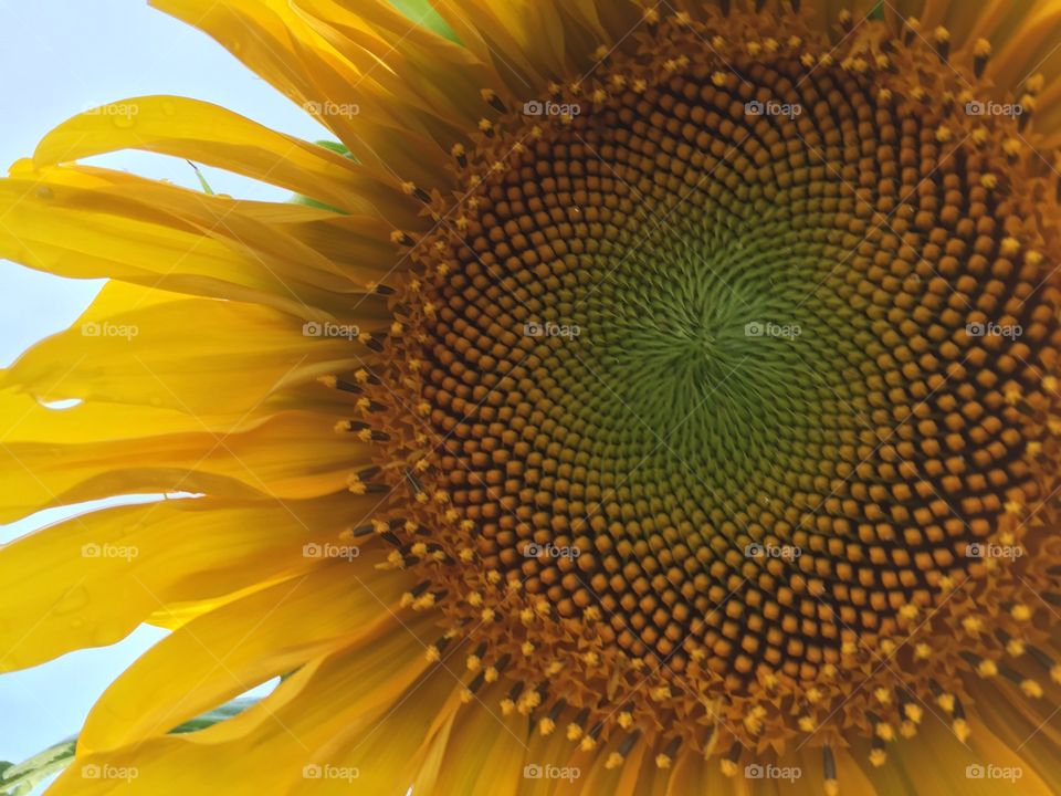 Sunflower Closeup 2. Closeup image of large, yellow sunflower 