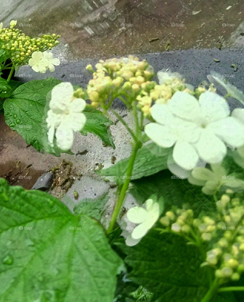 Nature, Flower, Flora, Leaf, Garden