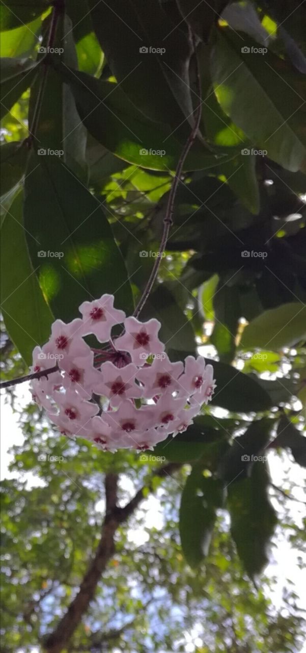 porcelainflower Hoya carnosam