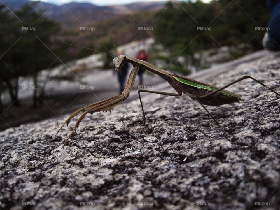 Rock Praying Mantis