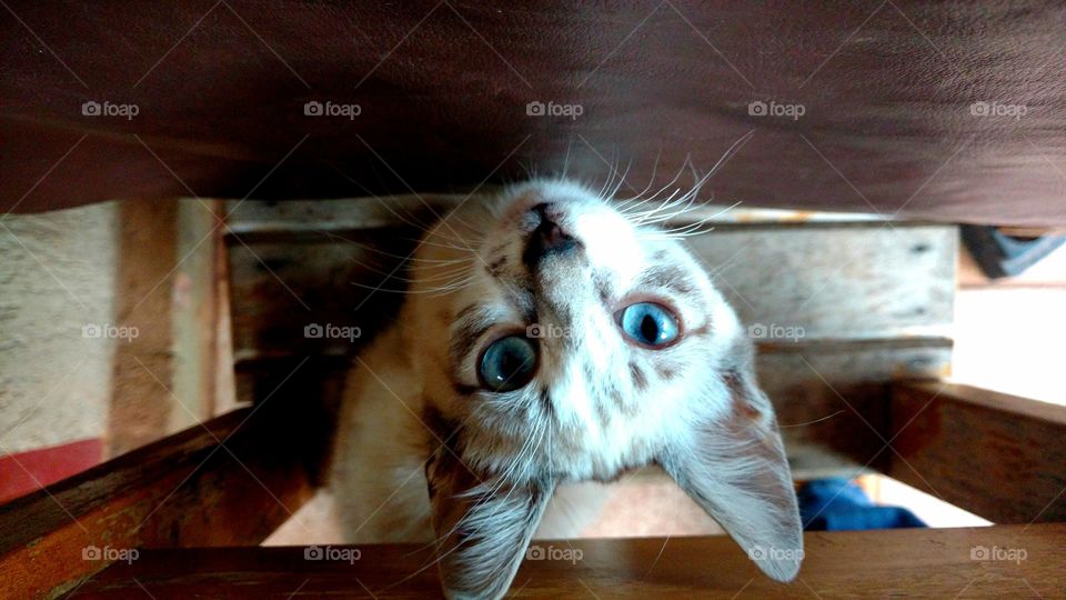 Olhares do gato na cadeira.